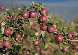 Anti-allergy GM apples