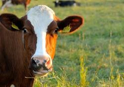 Greener milk: how to make cow’s nitrogen intake efficient