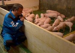 Pig farmers get smart