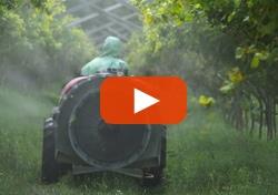 Video - Reducing pesticides and boosting harvests