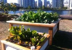 Urban agriculture is more than a hippy-style hobby