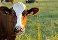 Greener milk: how to make cow’s nitrogen intake efficient
