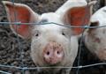 Pig plague threatens Europe